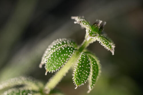 Frozen macro dew